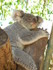Les Koalas du Queensland