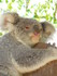 Les Koalas du Queensland