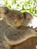 Les Koalas du Queensland