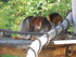 Les singes dorés
