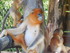 Les singes dorés