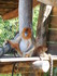 Les singes dorés