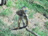 Les singes dorés