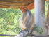 Les singes dorés