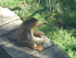 Les singes dorés