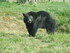 L'Ours Baribal