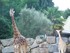 Girafes de Pont-Scorff 2018