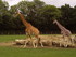 Girafes du ZOO DE CERZA 2011