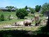 Les rhinocéros (ZOO DE CERZA 2019)