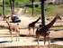 Les Zoos safaris (en France et à l'étran