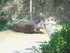 Le Tapir