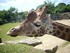 Girafes du ZOO DE PONT-SCORFF 2007