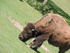 Le bison des plaines