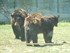 L'Ours baribal (1/2)