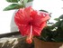 Les hibiscus n°1