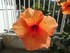 Les hibiscus n°1