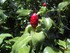 La Canne d'eau (Costus spicatu