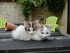 Cling et Y les petites chattes