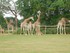 Les girafes de la Planète Sau