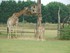 Les girafes de la Planète Sau