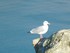 La mouette de la Falaise d'Etr