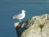 La mouette de la Falaise d'Etr