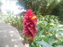 Le Costus barbatus