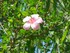 Les hibiscus du Jardin de Bala