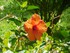 Les hibiscus du Jardin de Bala