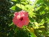 Les hibiscus du Jardin de Bala