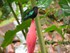 Le colibri sur une rose de por