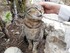 Le chat à Saint-Paul de Vence