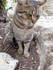 Le chat à Saint-Paul de Vence