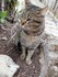 Le chat à Saint-Paul de Vence