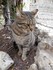 Le chat à Saint-Paul de Vence