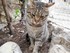 Le chat à Saint-Paul de Vence