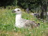 L'oiseau de Rome (en Italie)