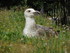 L'oiseau de Rome (en Italie)