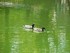 Les canards du Jardin Boboli (