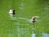 Les canards du Jardin Boboli (