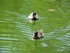 Les canards du Jardin Boboli (