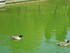 Les canards du Jardin Boboli (