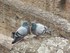 Les pigeons amoureux du Colis