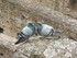 Les pigeons amoureux du Colis