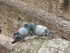 Les pigeons amoureux du Colis