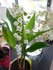 Photos du muguet n°1