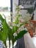 Photos du muguet n°1