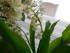 Photos du muguet n°2