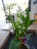 Photos du muguet n°3