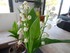 Photos du muguet n°3